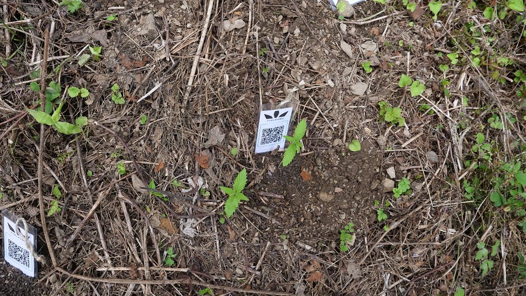 Featured Plant Image