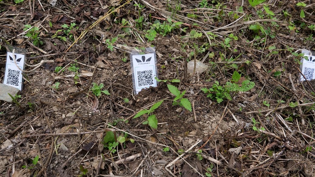 Featured Plant Image