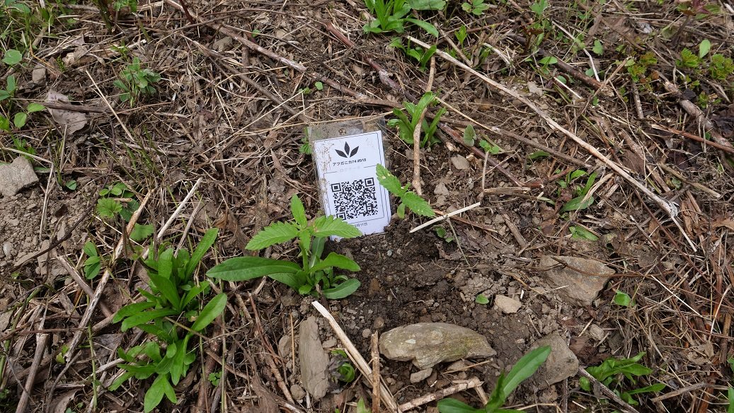 Featured Plant Image