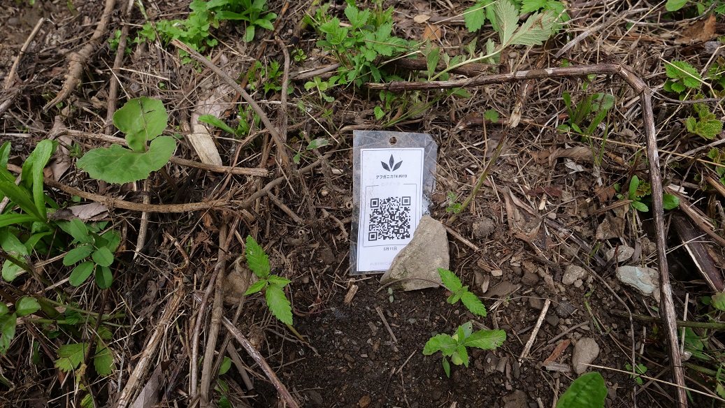 Featured Plant Image