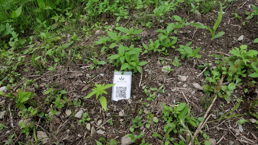 Featured Plant Image