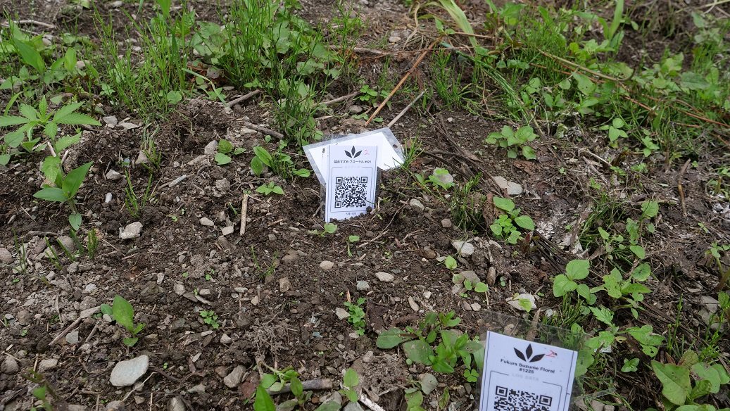 Featured Plant Image