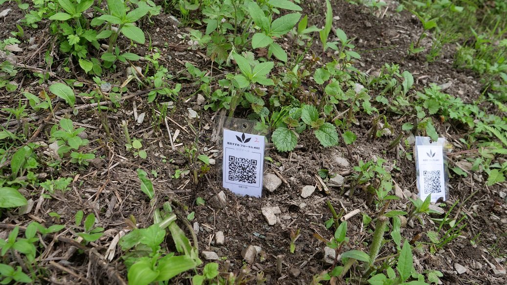 Featured Plant Image