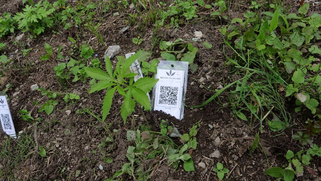 Featured Plant Image