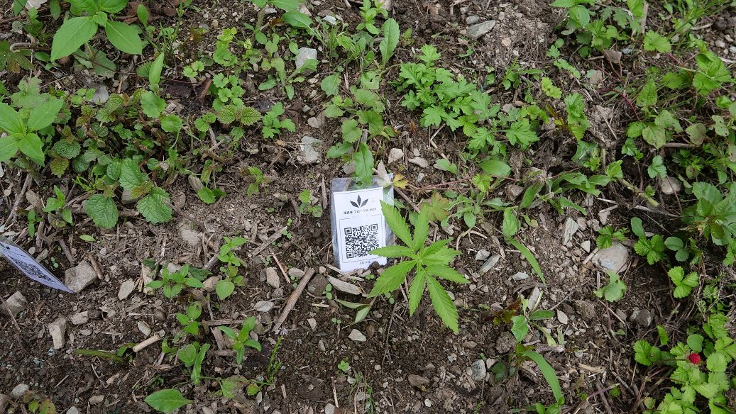 Featured Plant Image