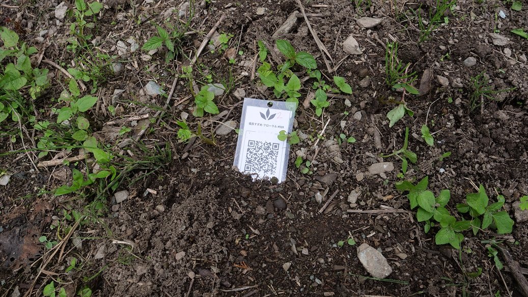 Featured Plant Image