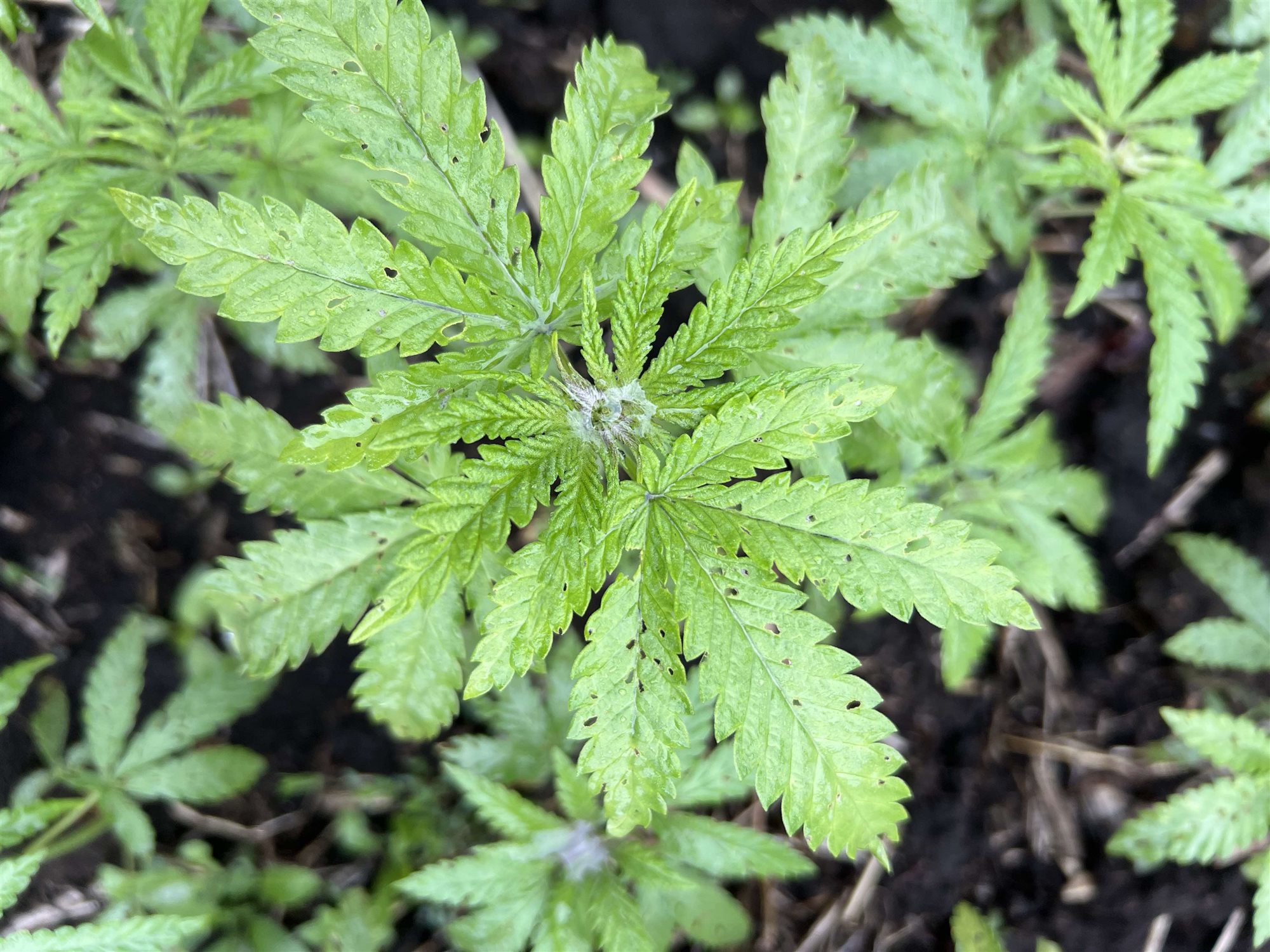 Featured Plant Image