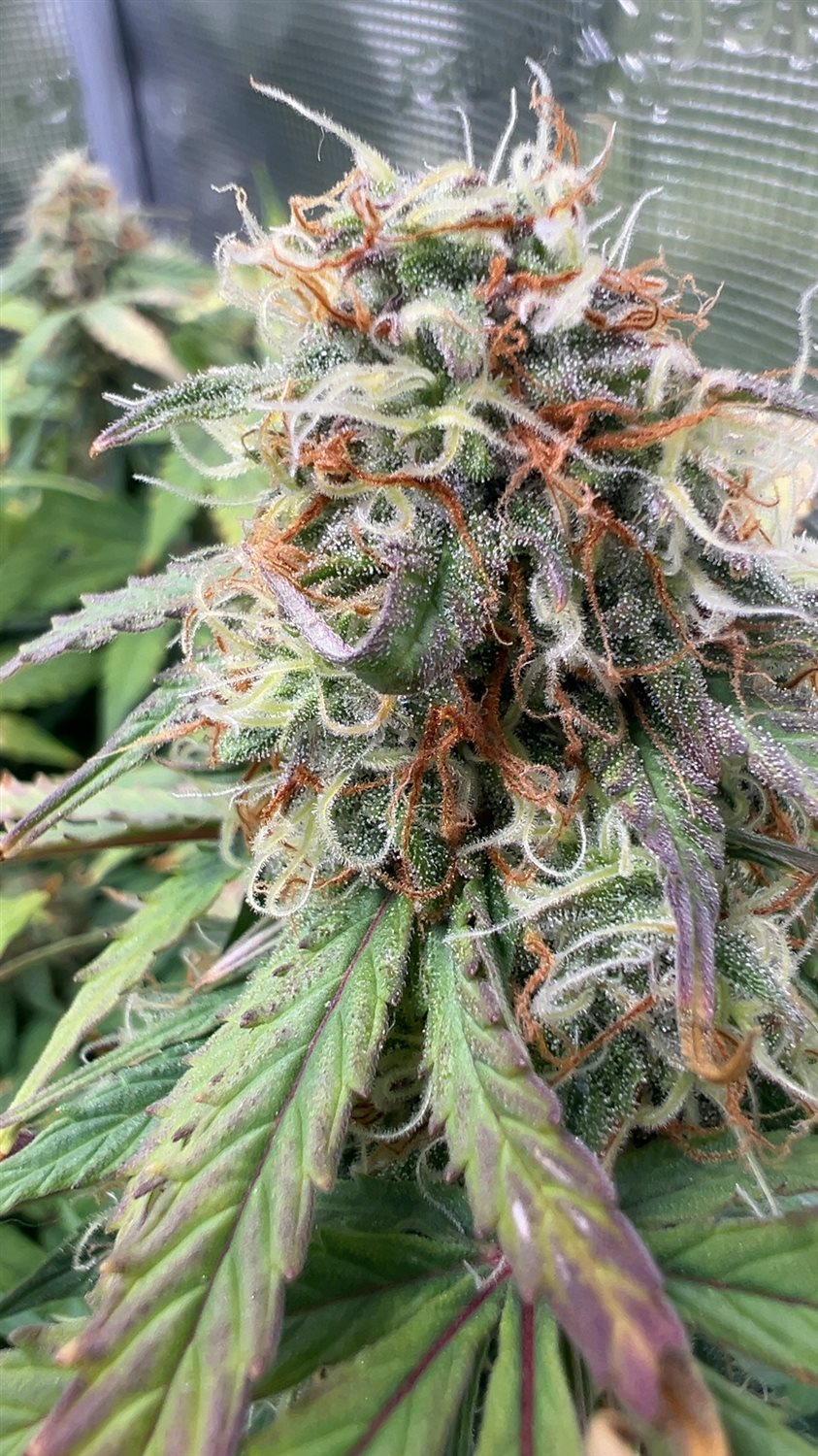 Purple Punch  plant photo