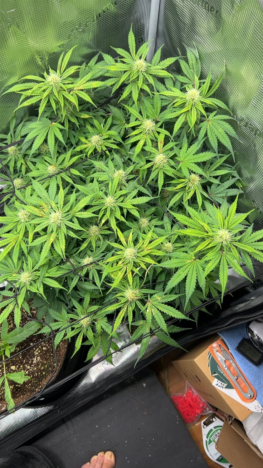 Purple Punch  plant photo