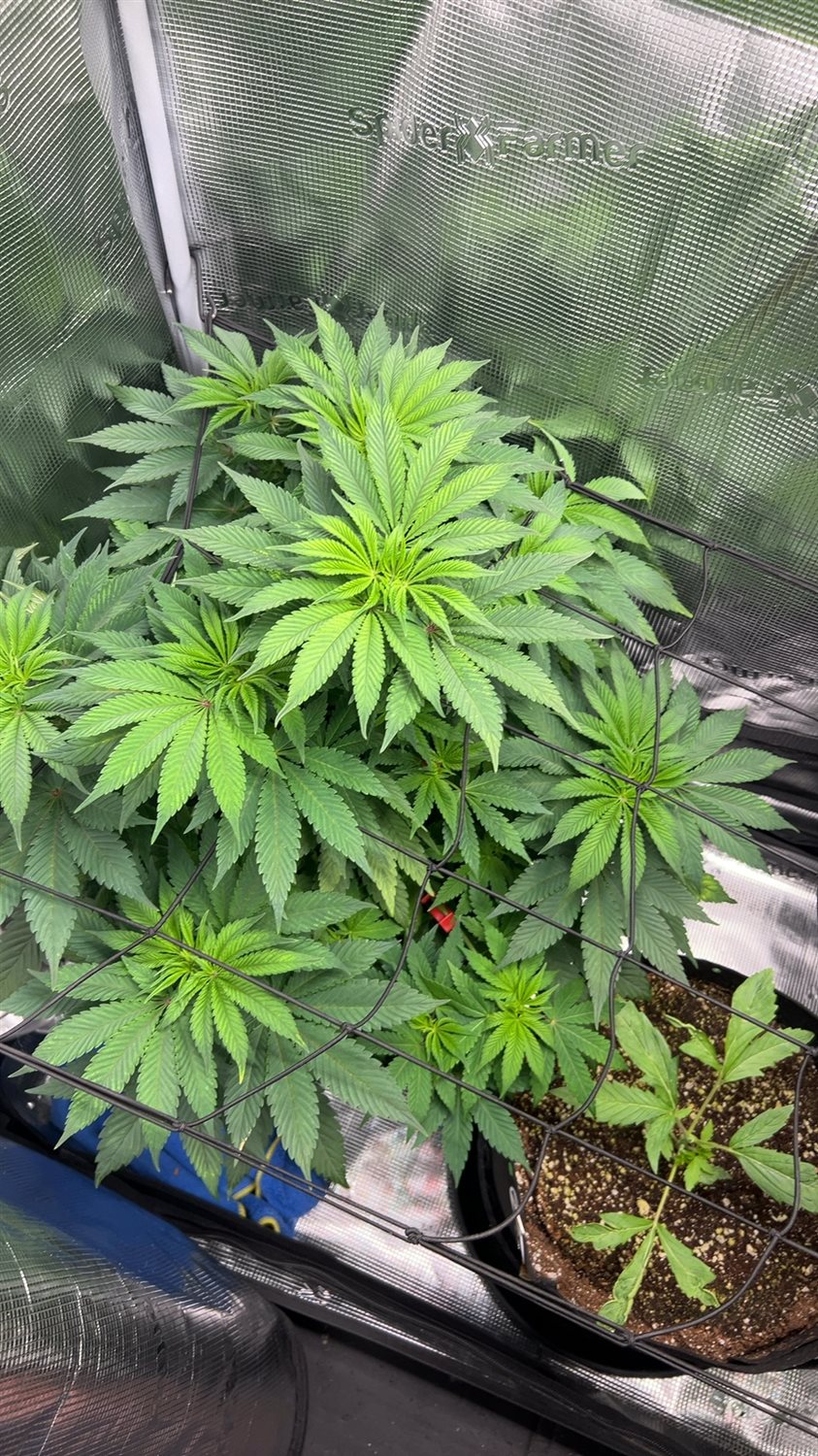 Amnesia Haze plant photo