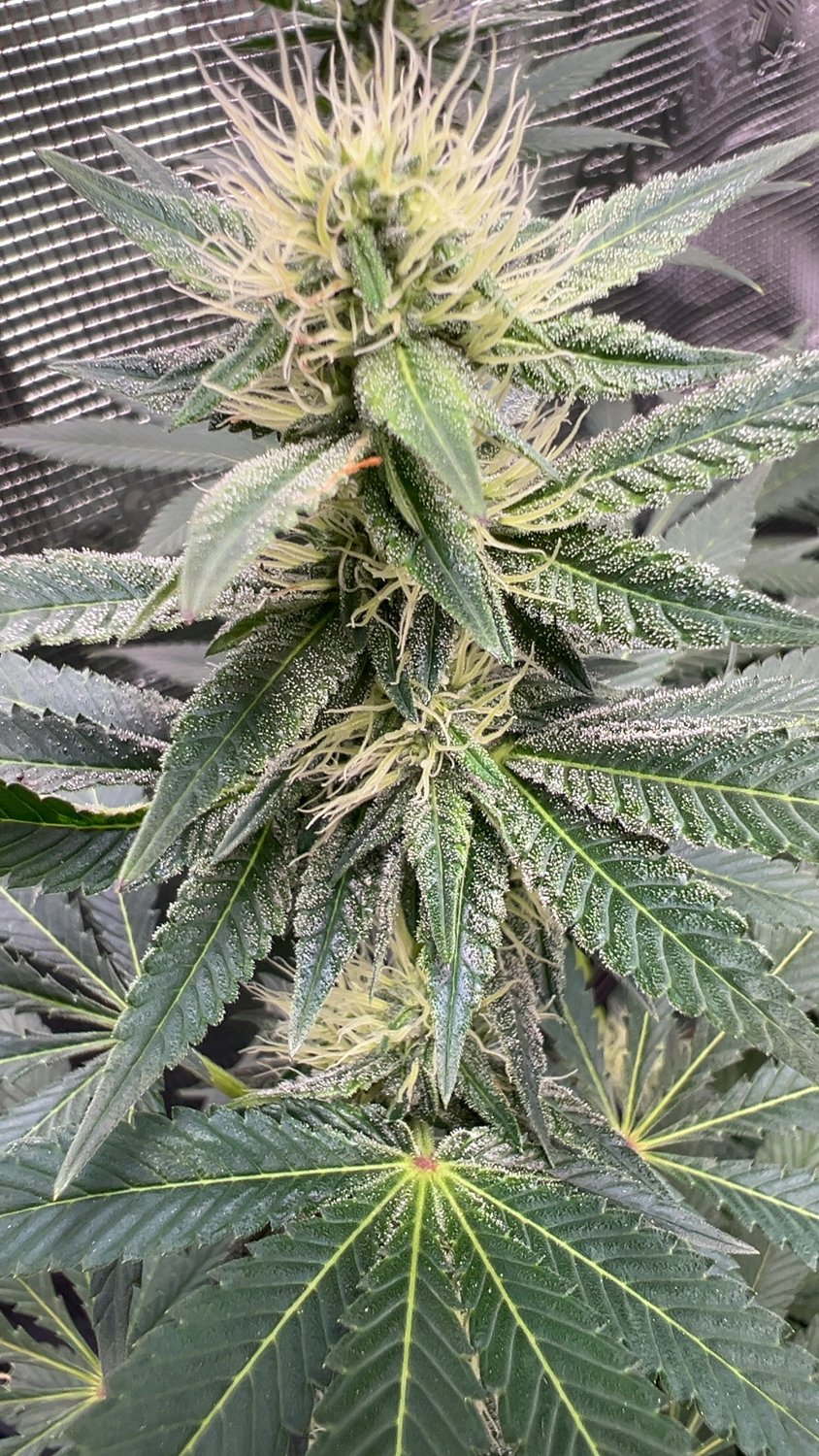 Amnesia Haze plant image