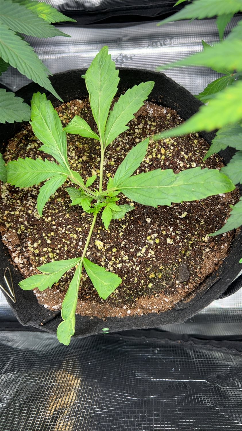 Acapulco Gold plant image