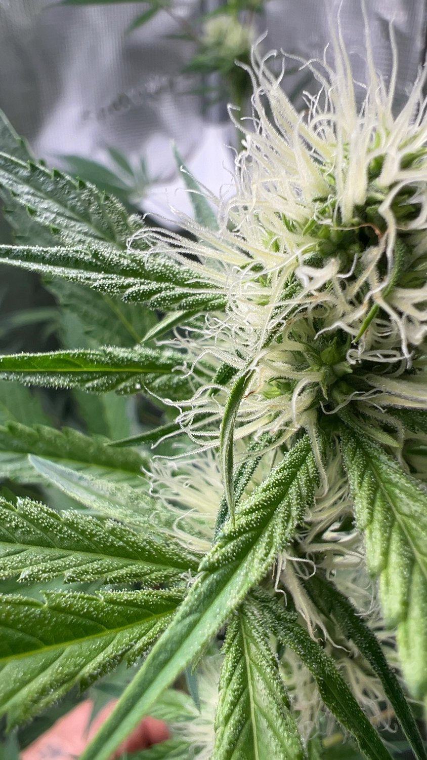 Acapulco Gold plant photo
