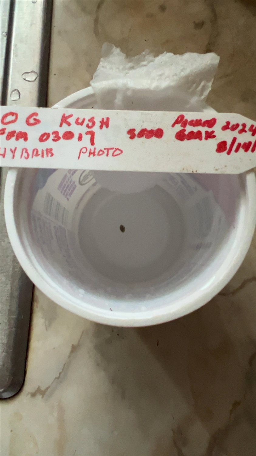 OG Kush plant photo