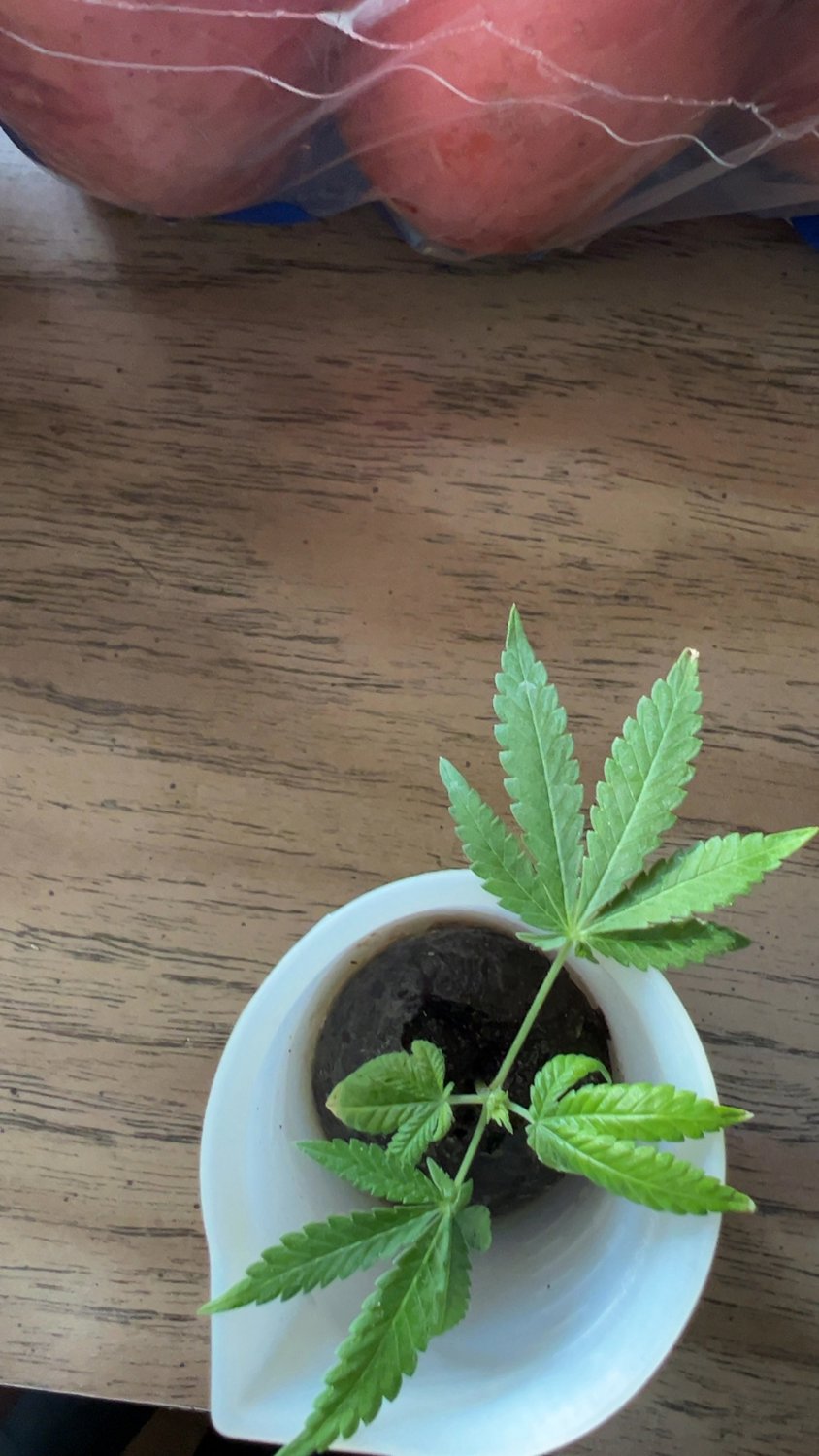 Amnesia Haze plant photo