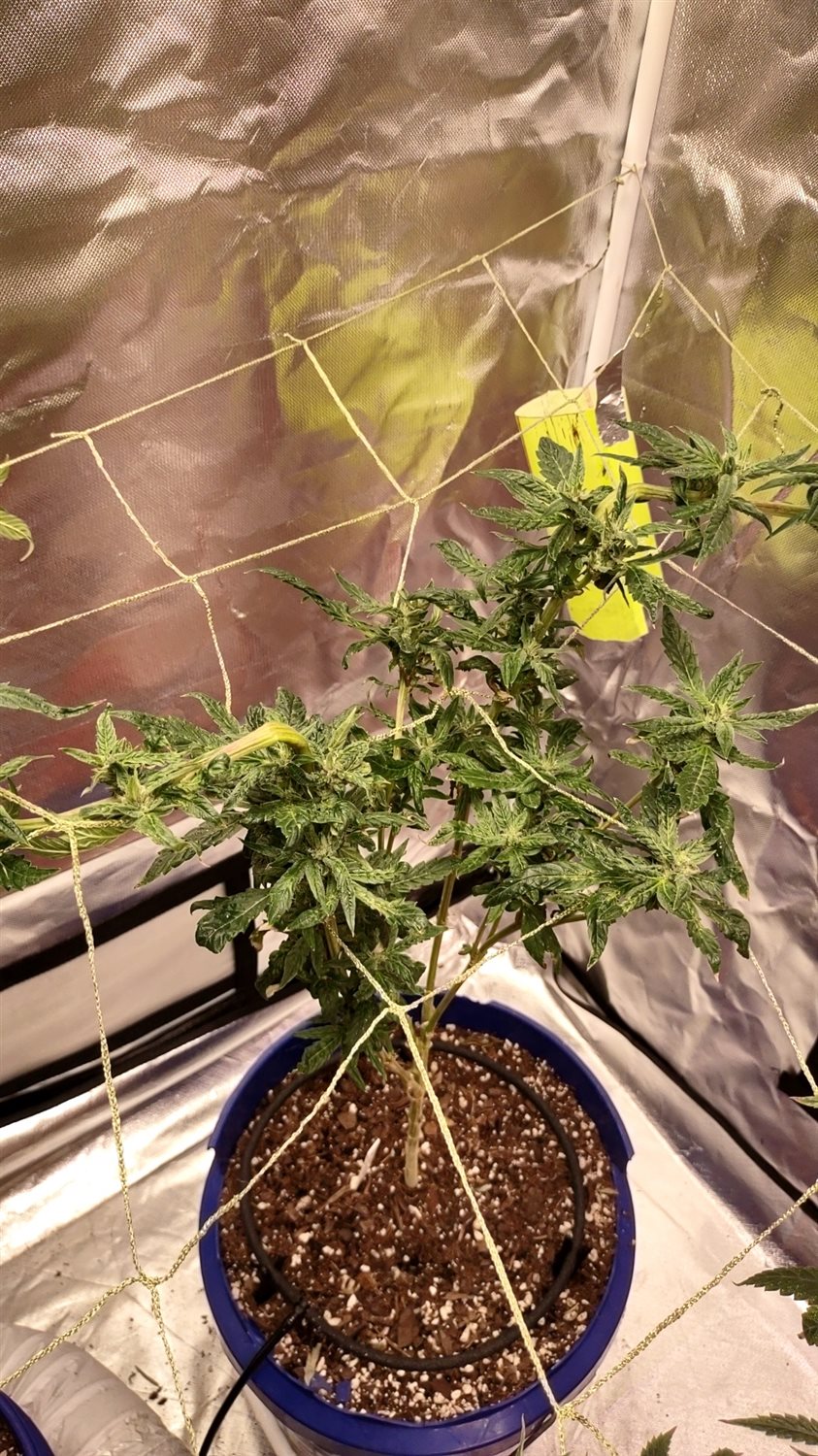 Gluerilla Warfare  plant photo