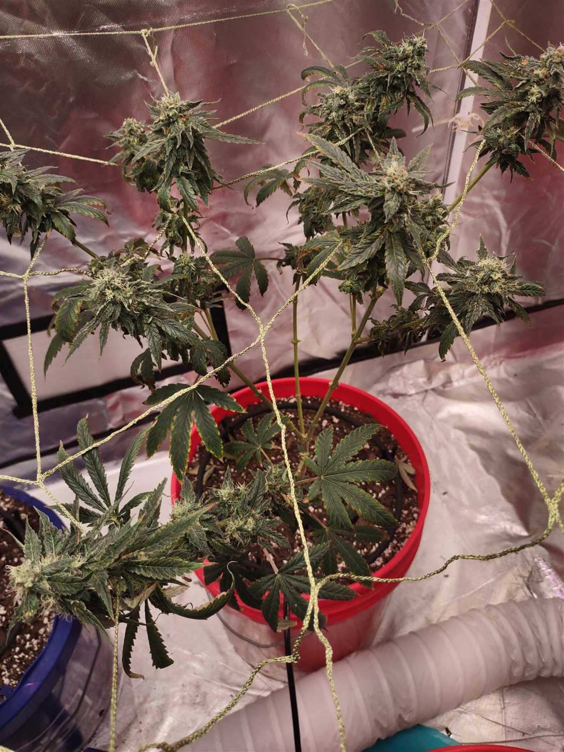 Gluerilla Warfare  plant photo
