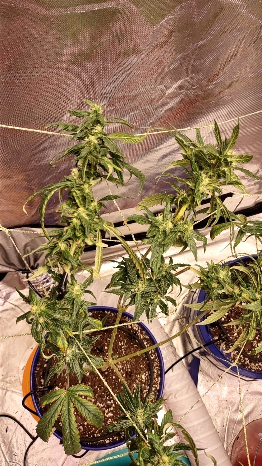 Gluerilla Warfare  plant photo