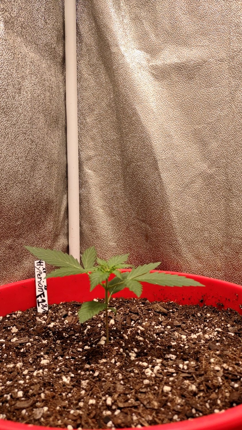 Hyperion F1 plant image