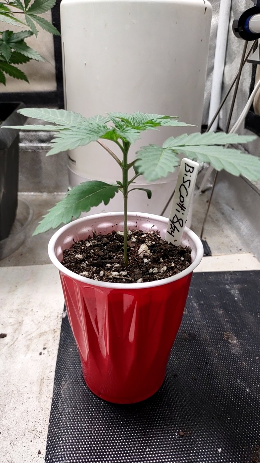 Biscotti plant image