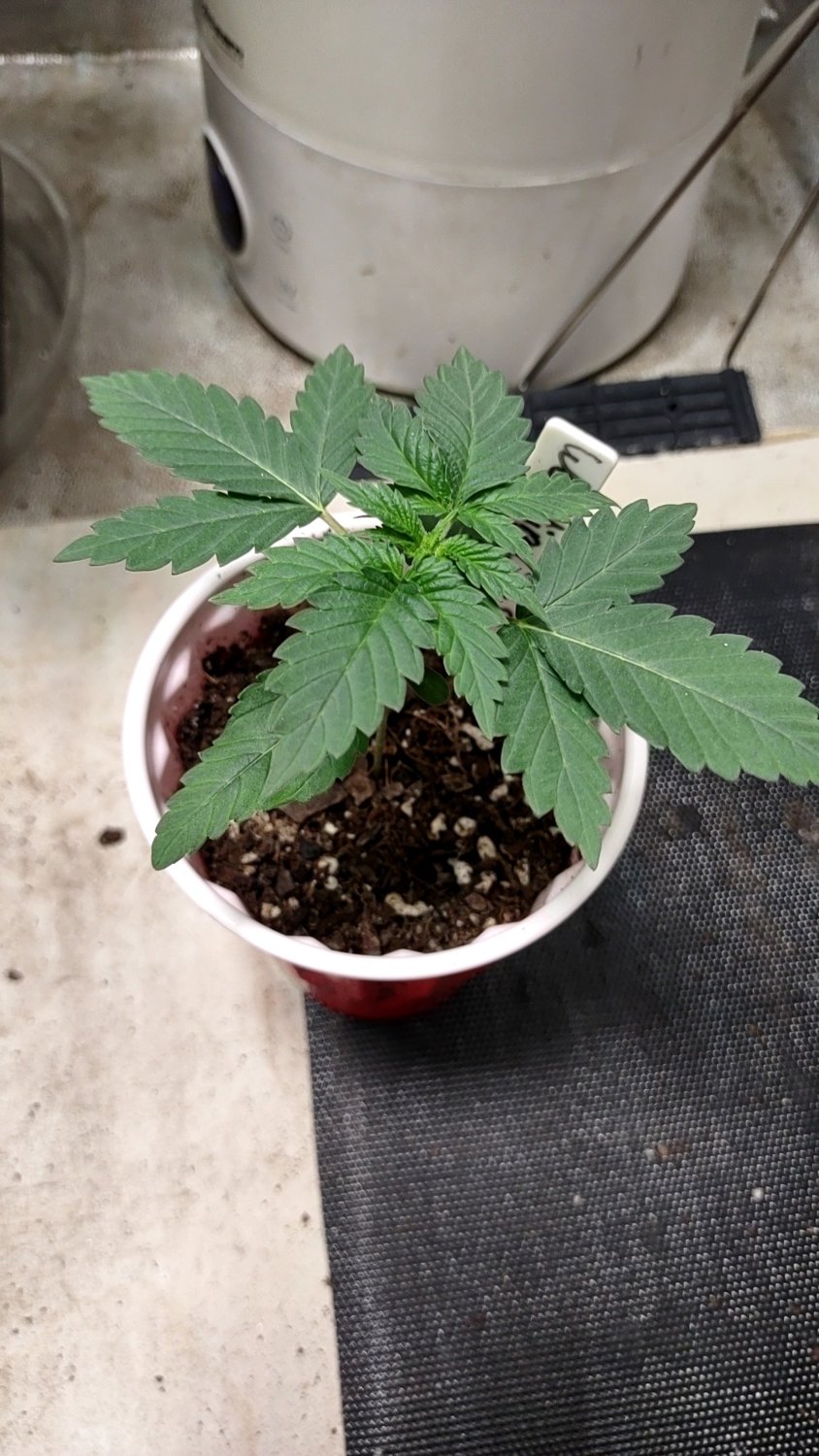 Wedding Cake plant image