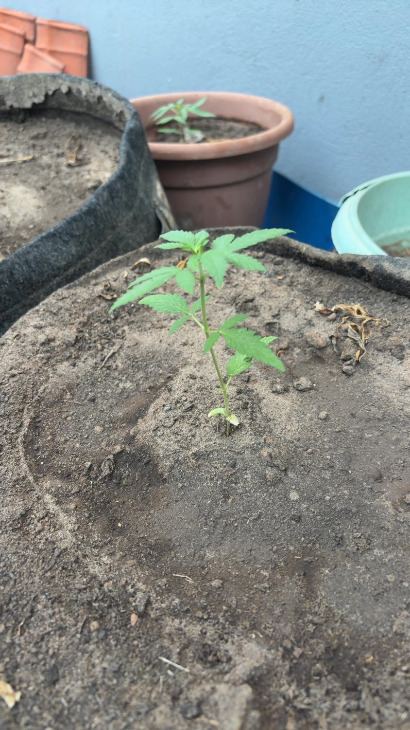 Saved Bahia Green plant photo