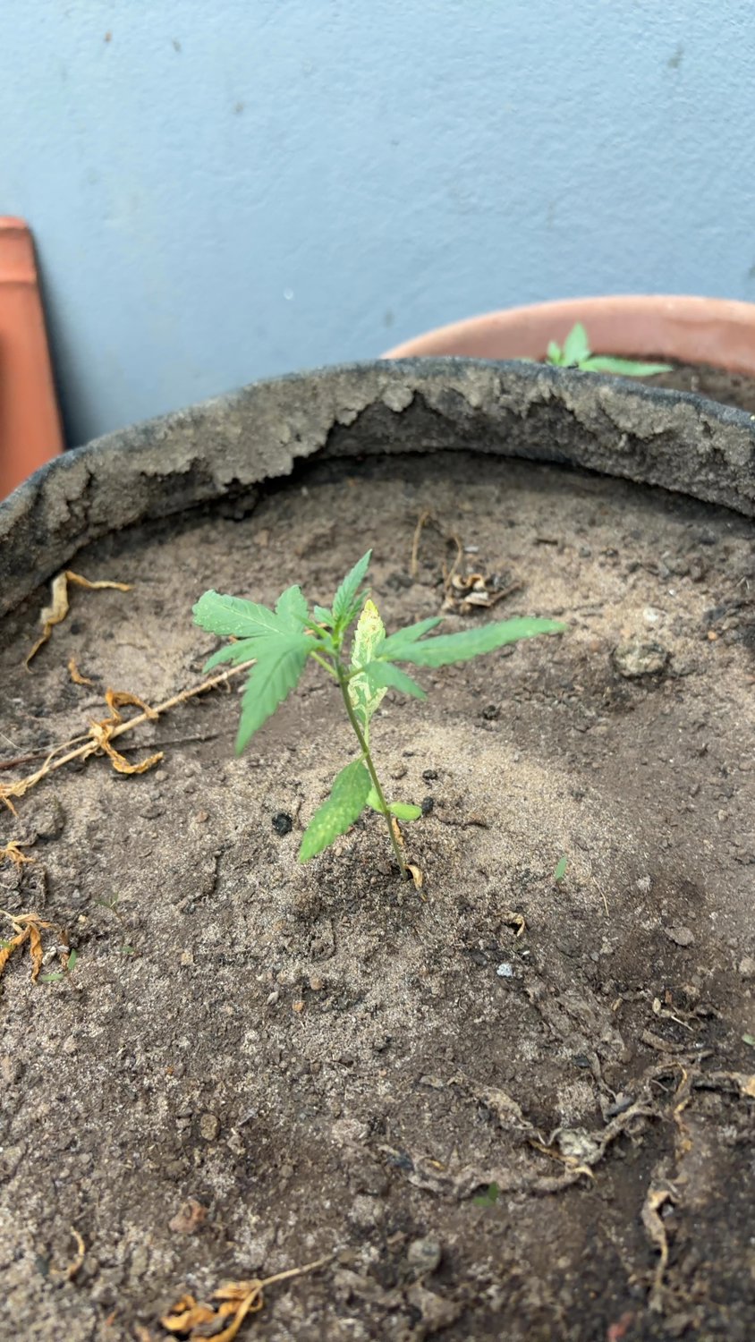 Saved Bahia Green plant photo