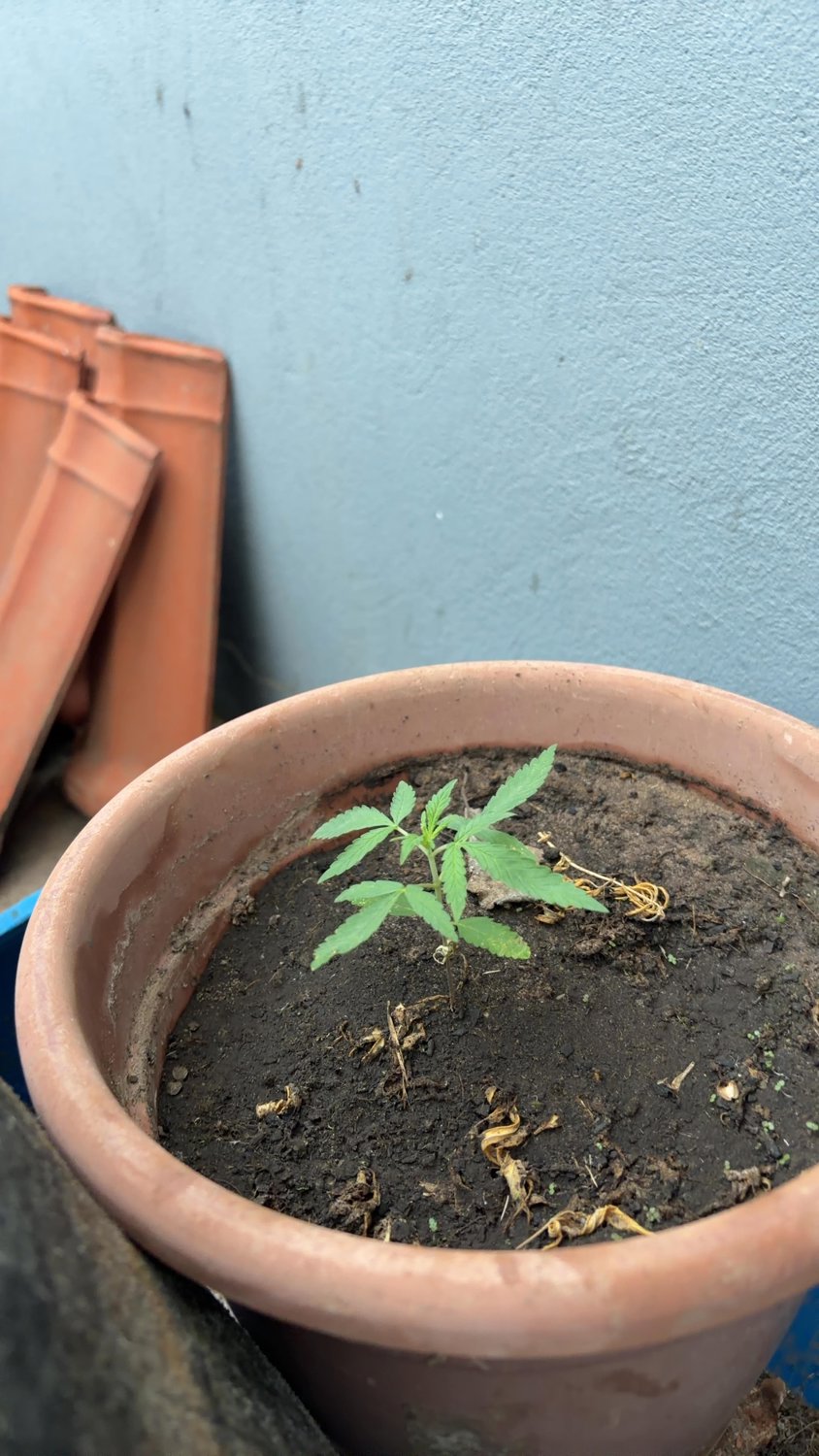 Saved Bahia Green plant photo