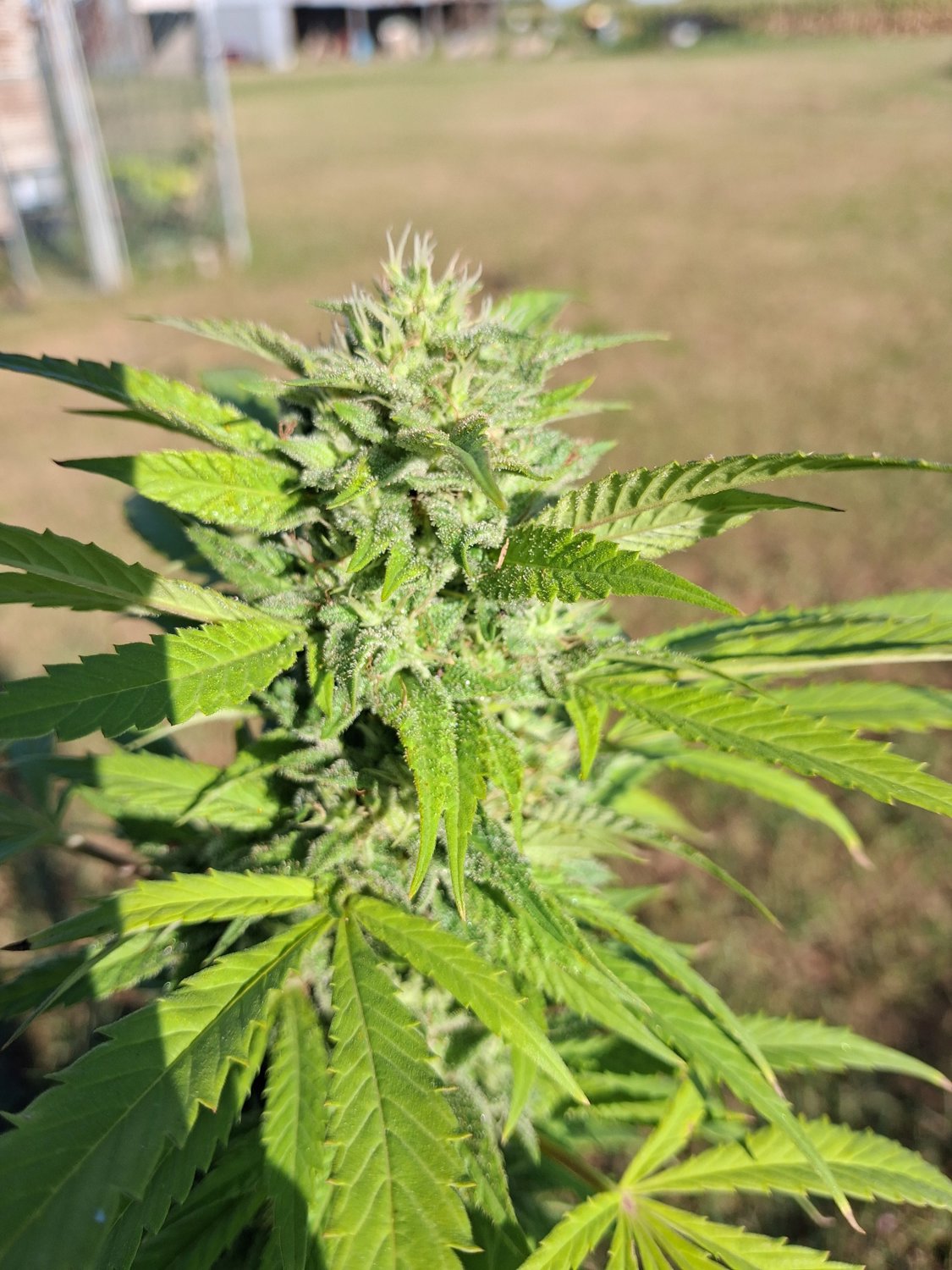 Unknown plant photo
