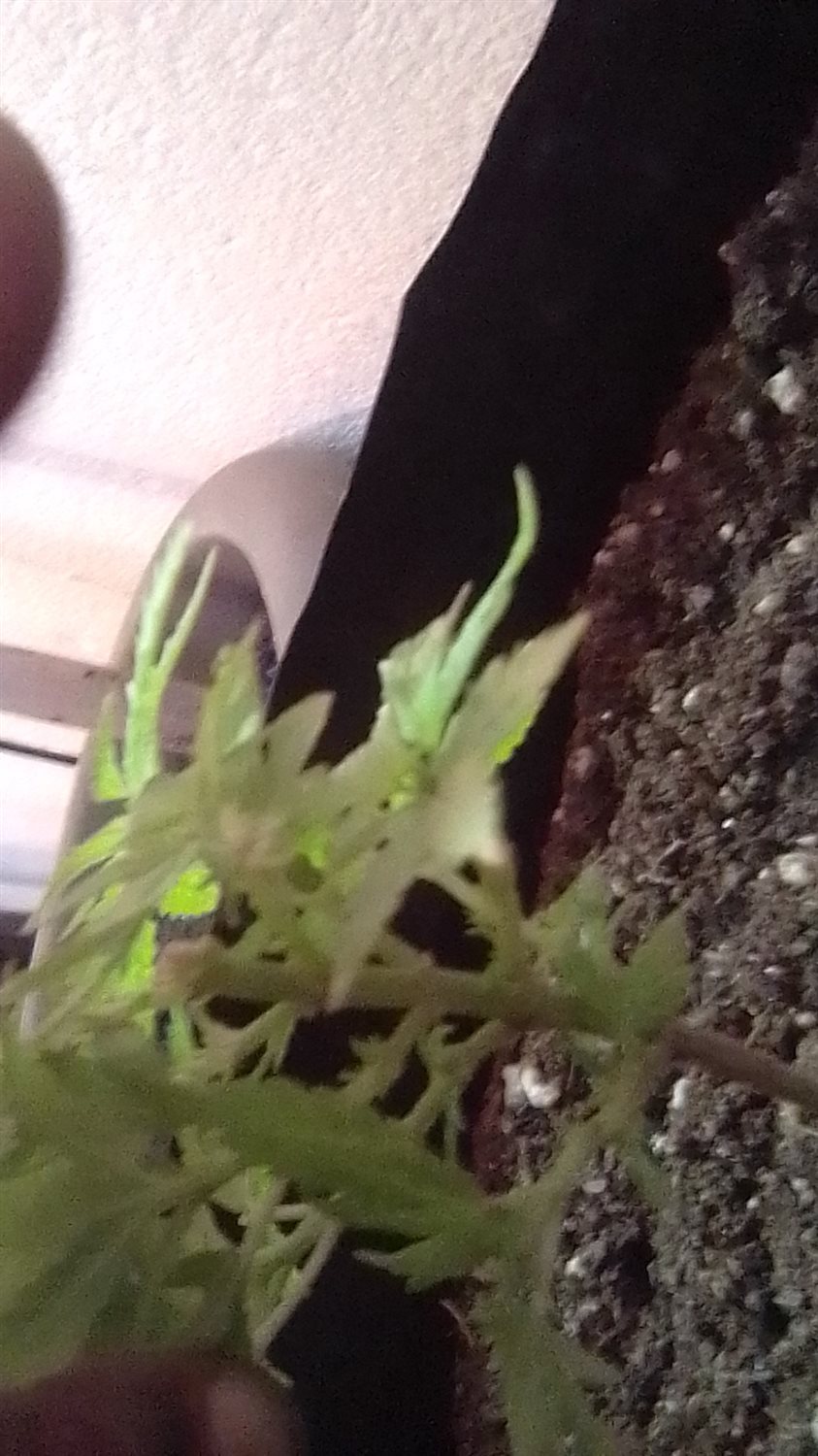 Joint plant photo