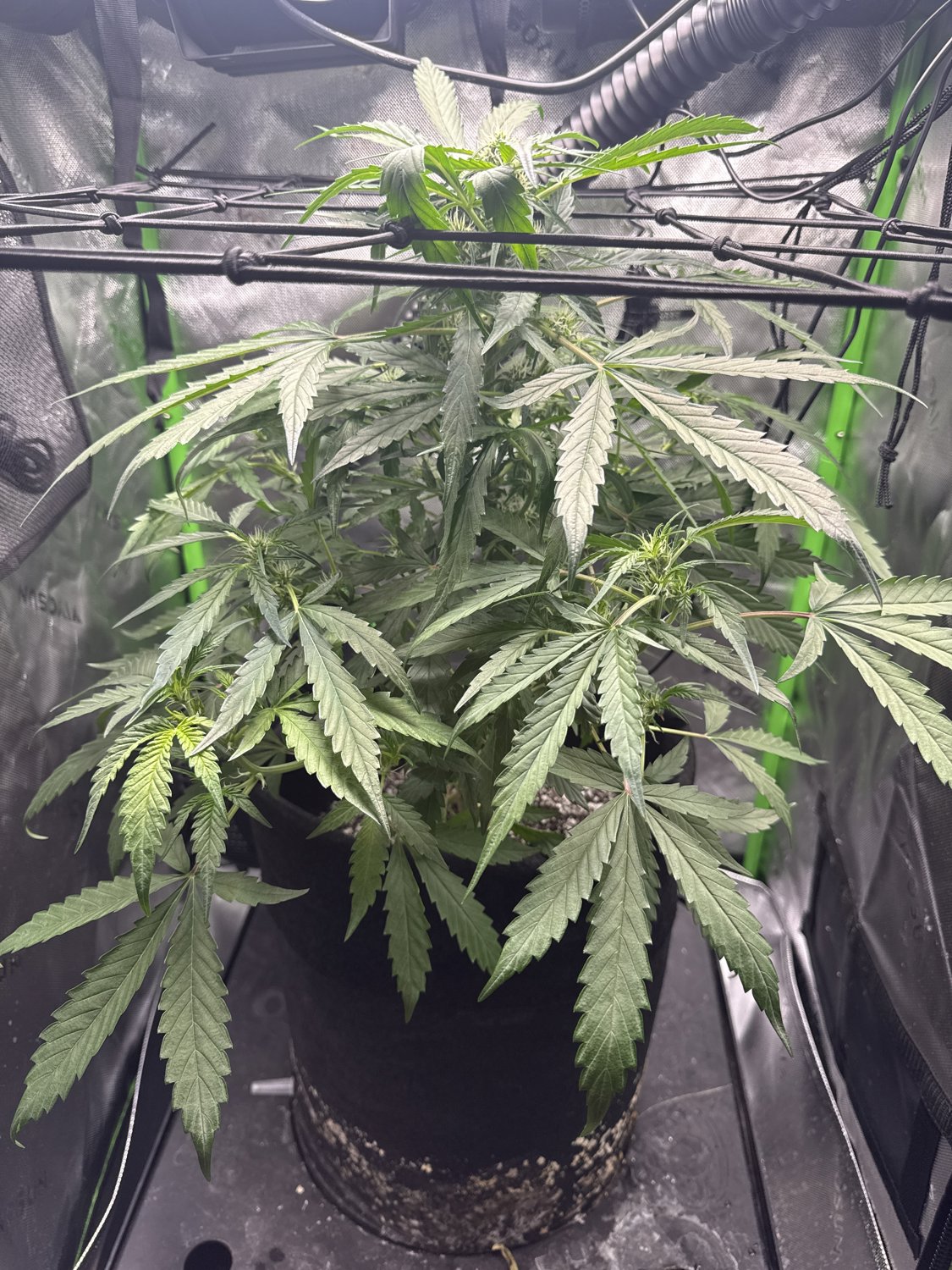 Bruce Banner plant photo