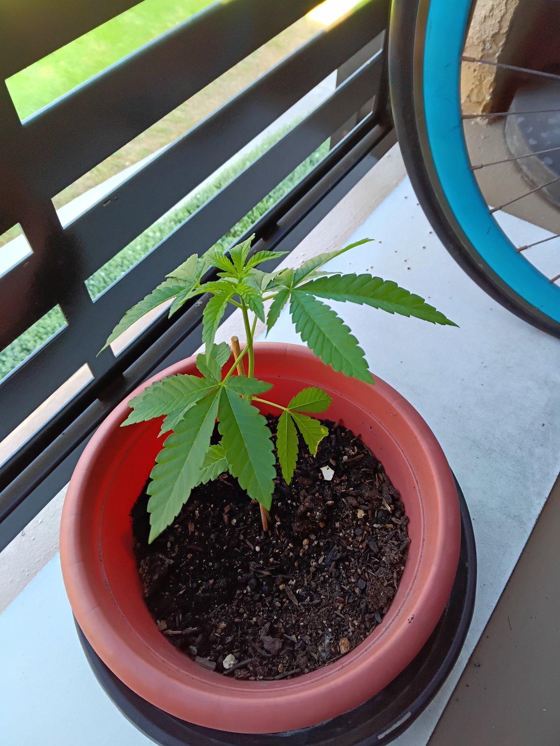   Kush Mints plant photo