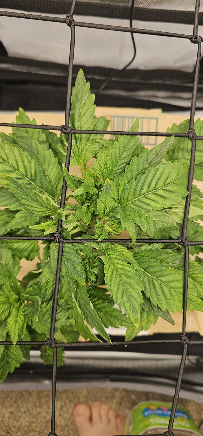 Rootbeer MAC plant photo