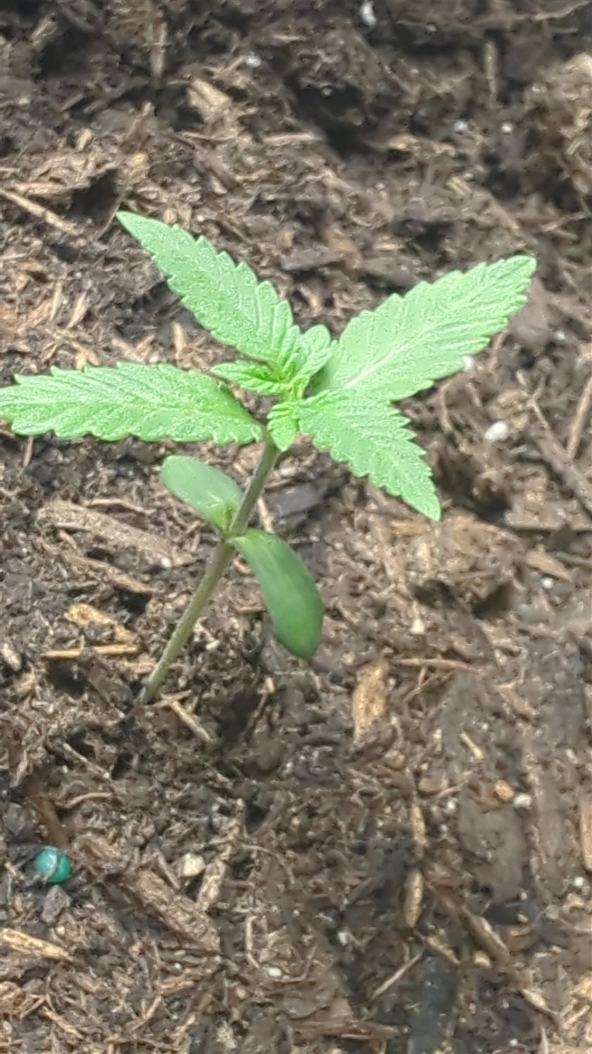 Featured Plant Image