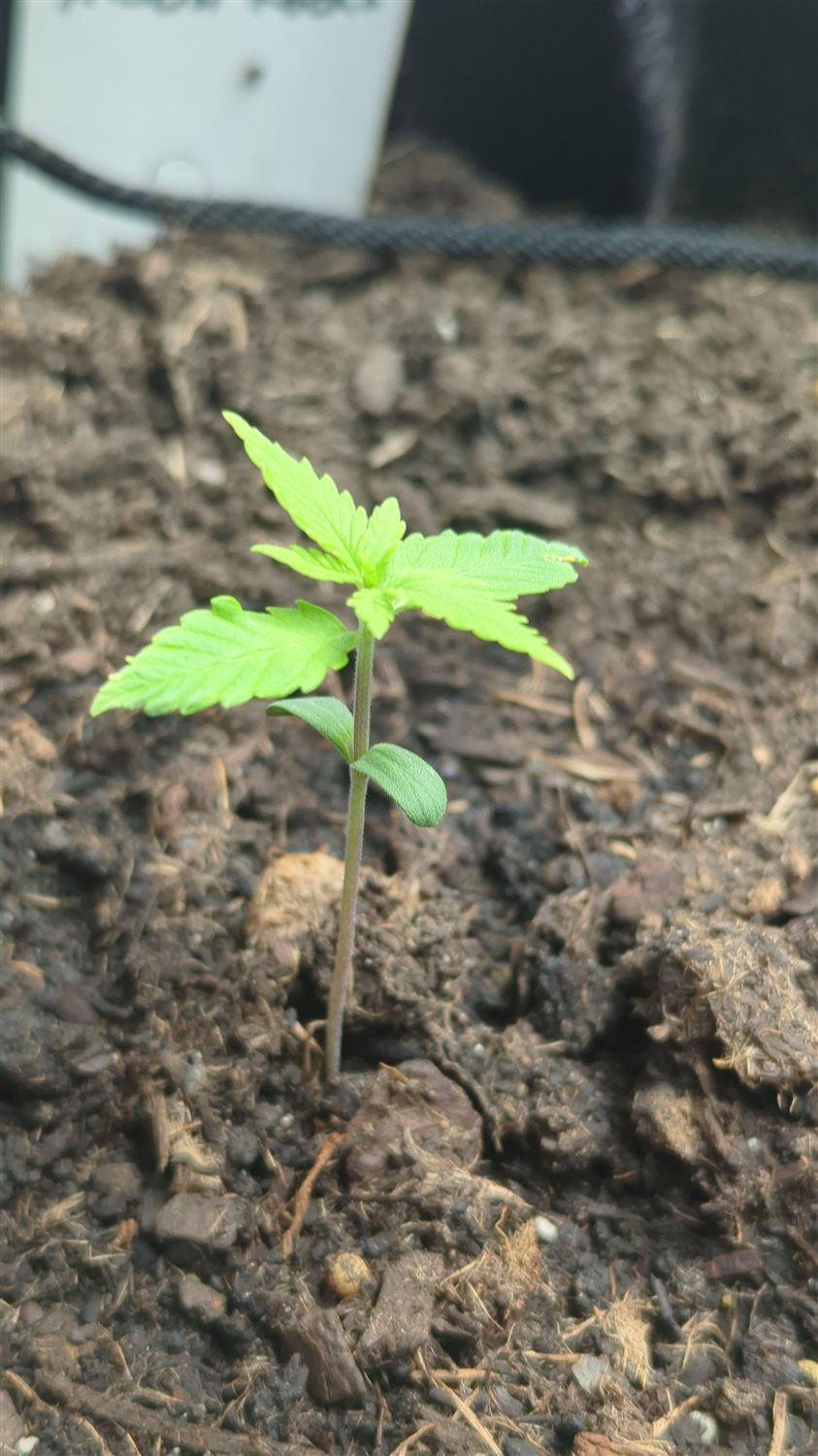 Featured Plant Image