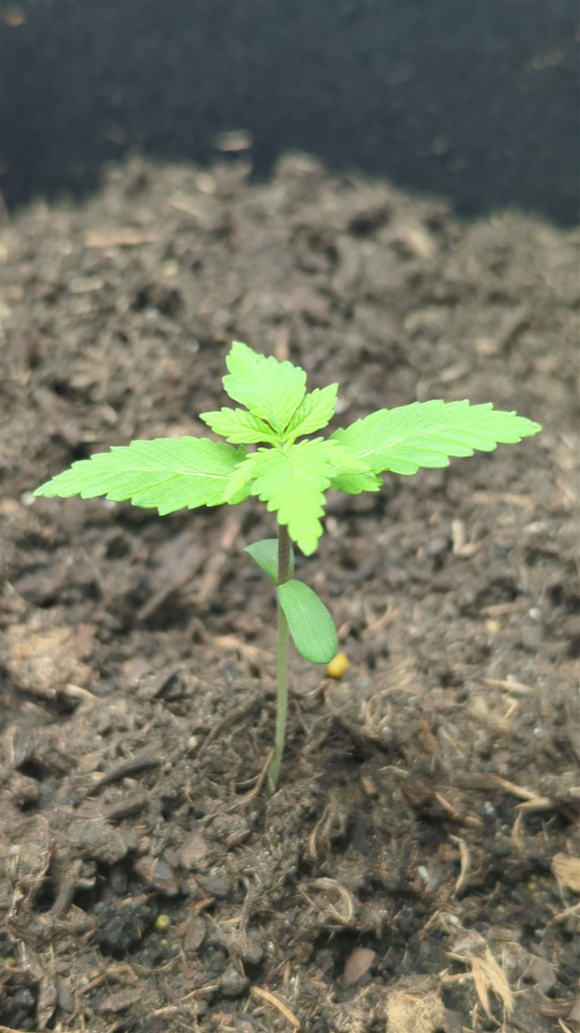 Featured Plant Image