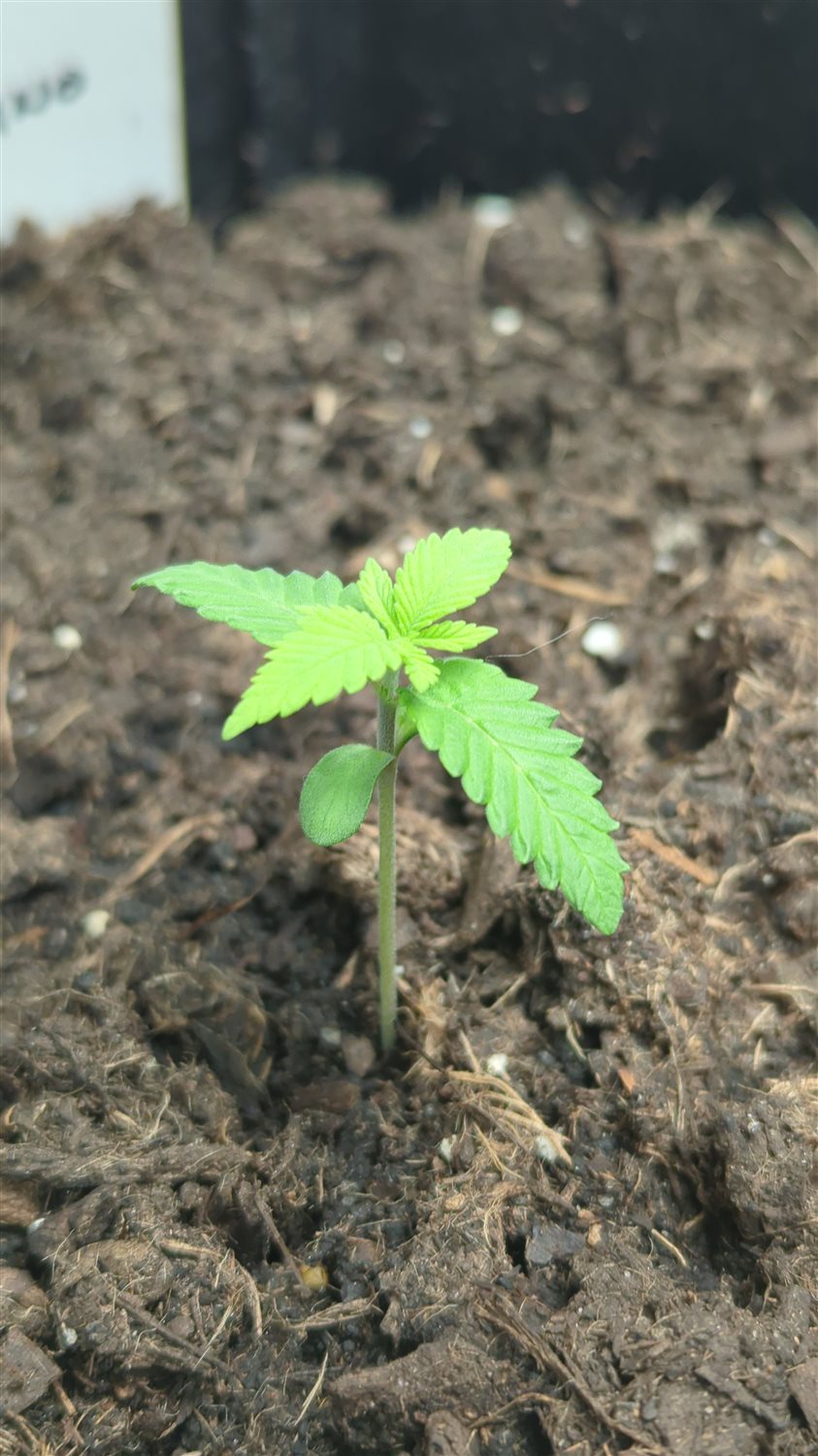 Featured Plant Image