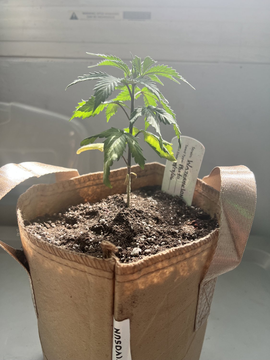 Watermelon plant photo
