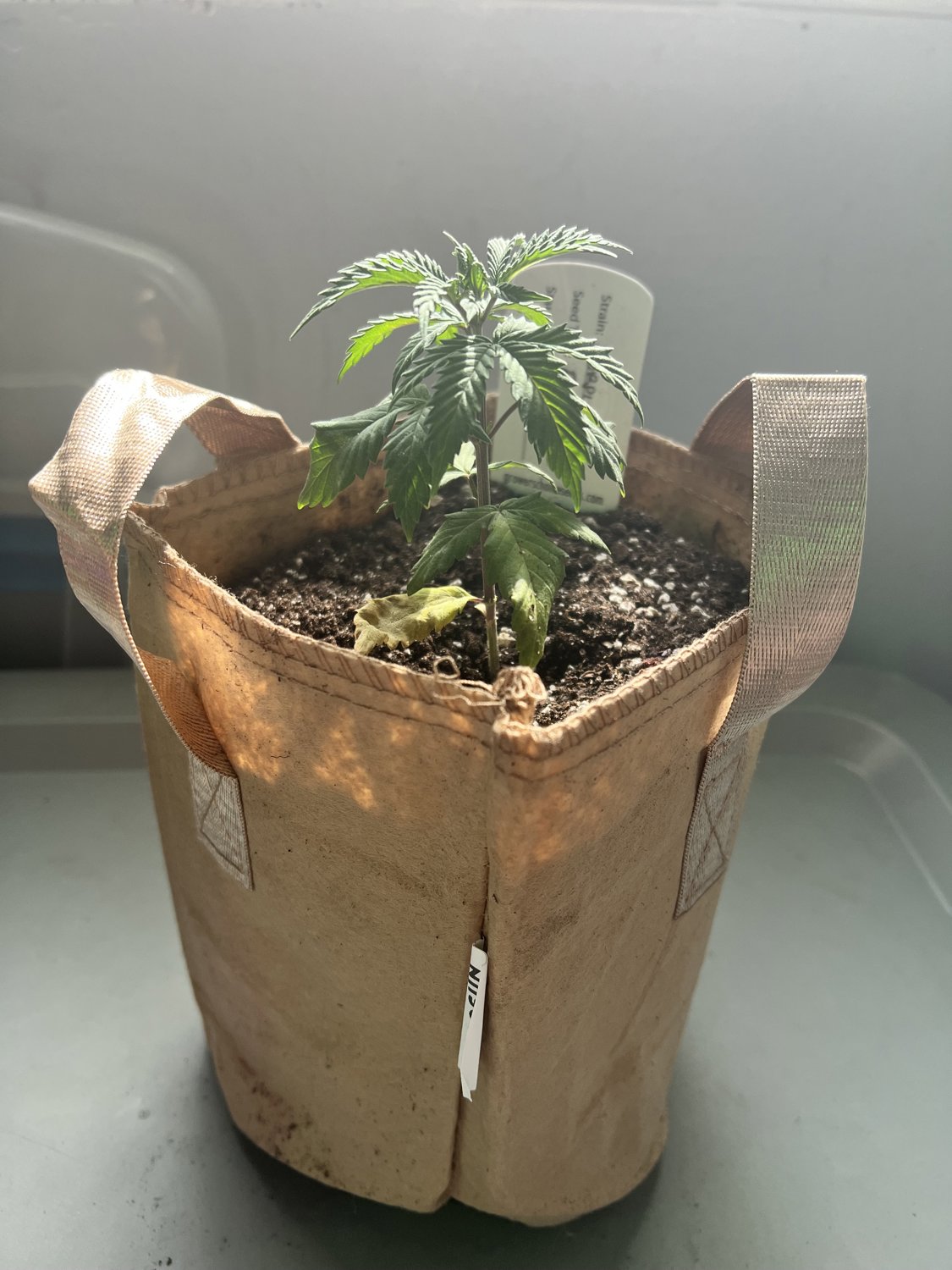 Purple Urkle plant photo