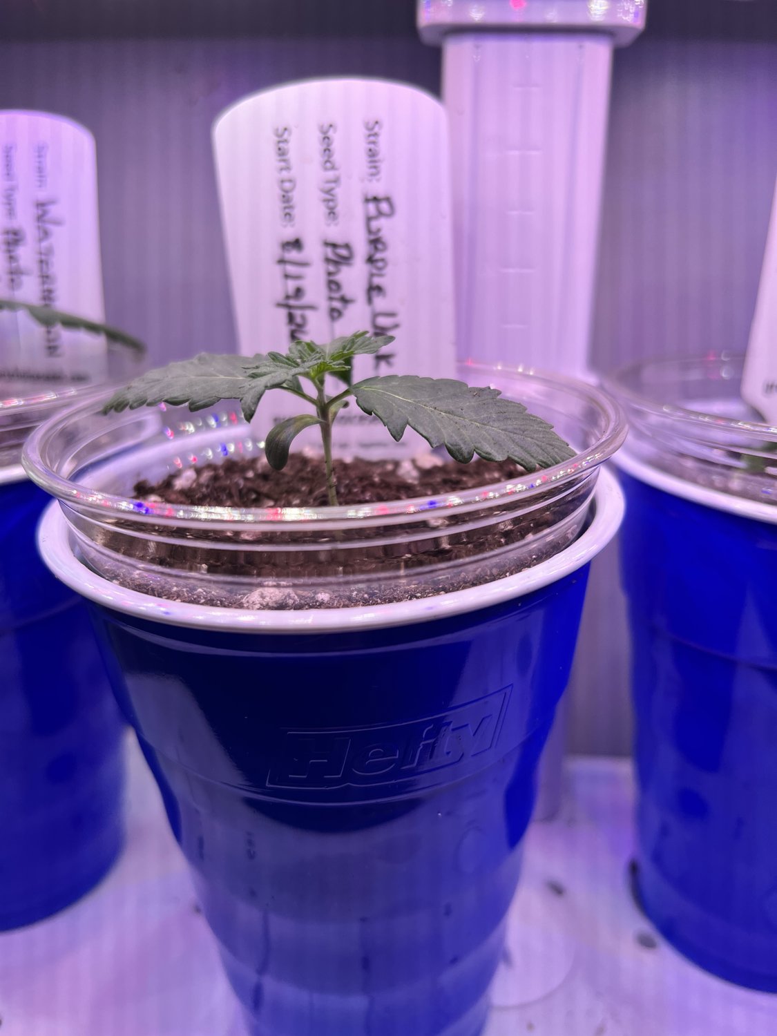 Purple Urkle plant photo