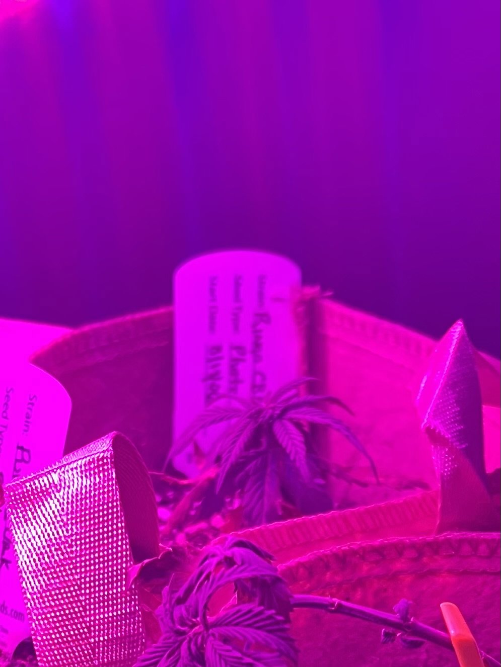 Ringo's Gift plant photo