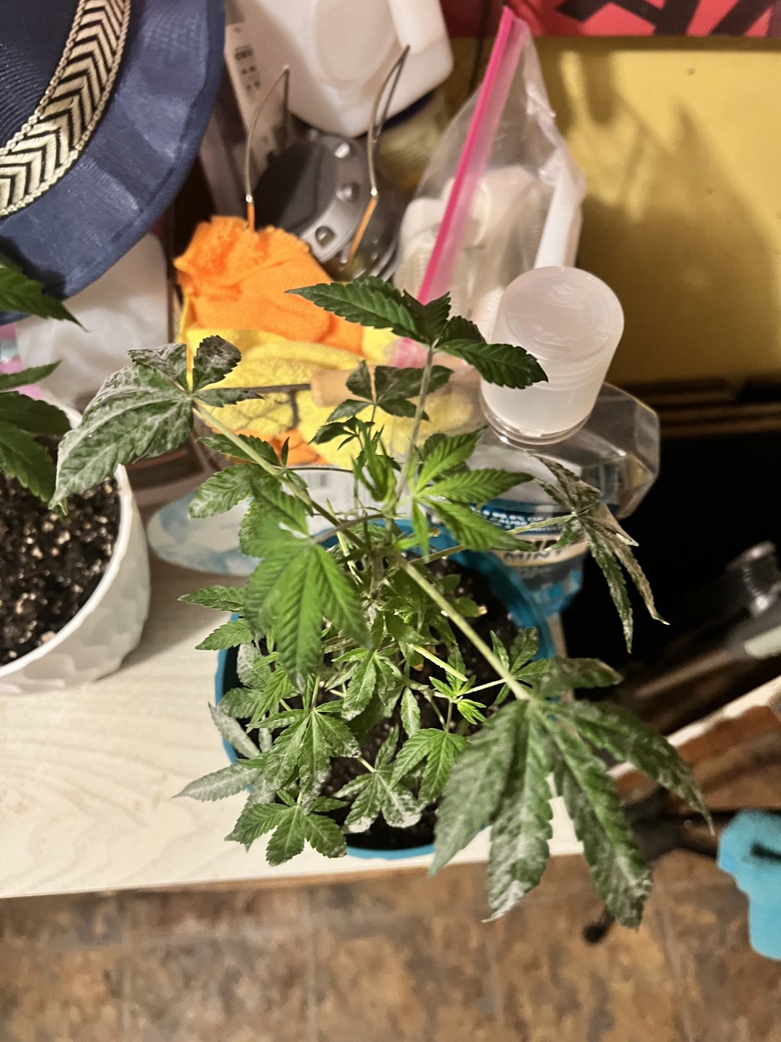 White Widow plant photo