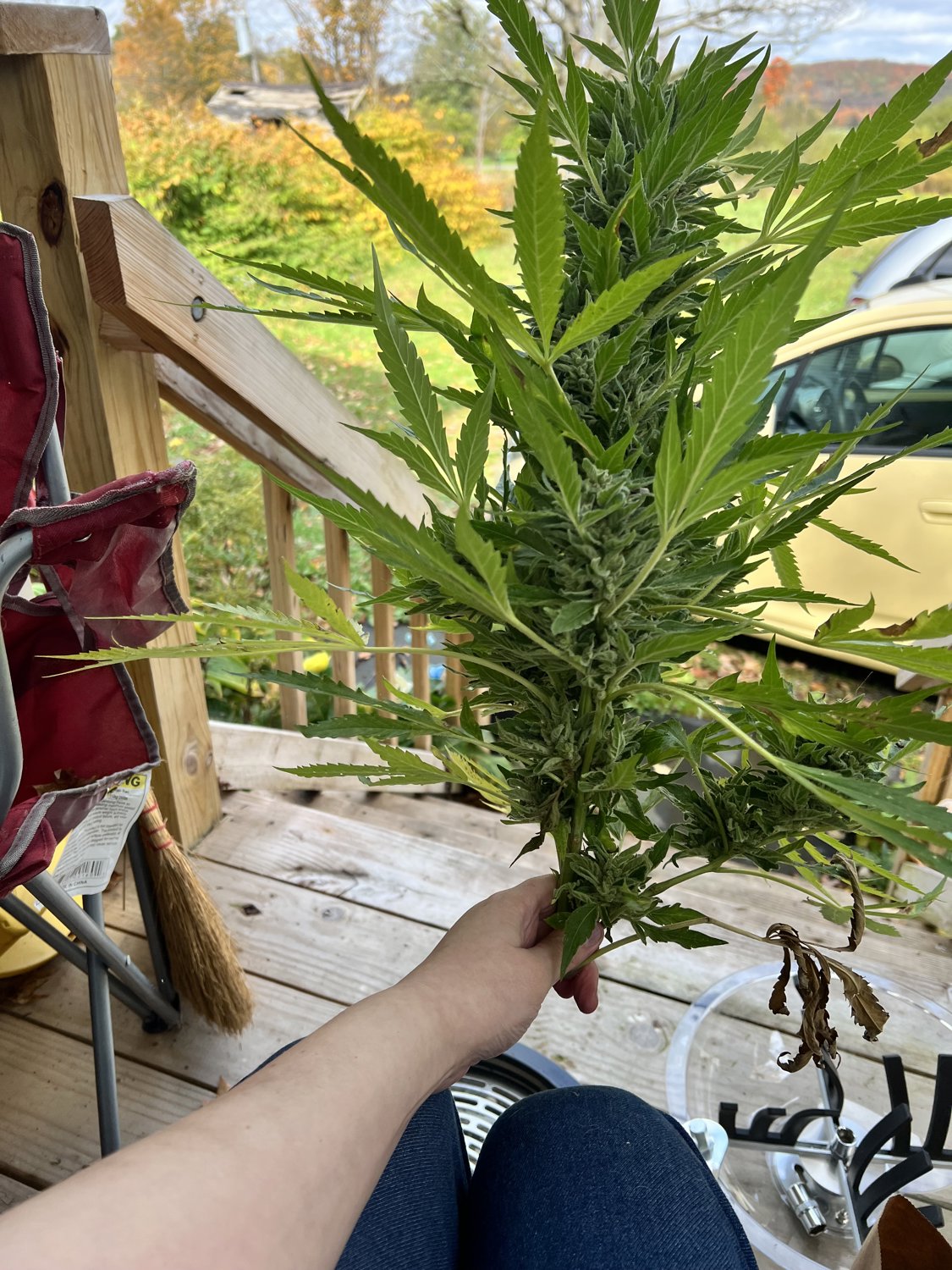 Banjo plant image