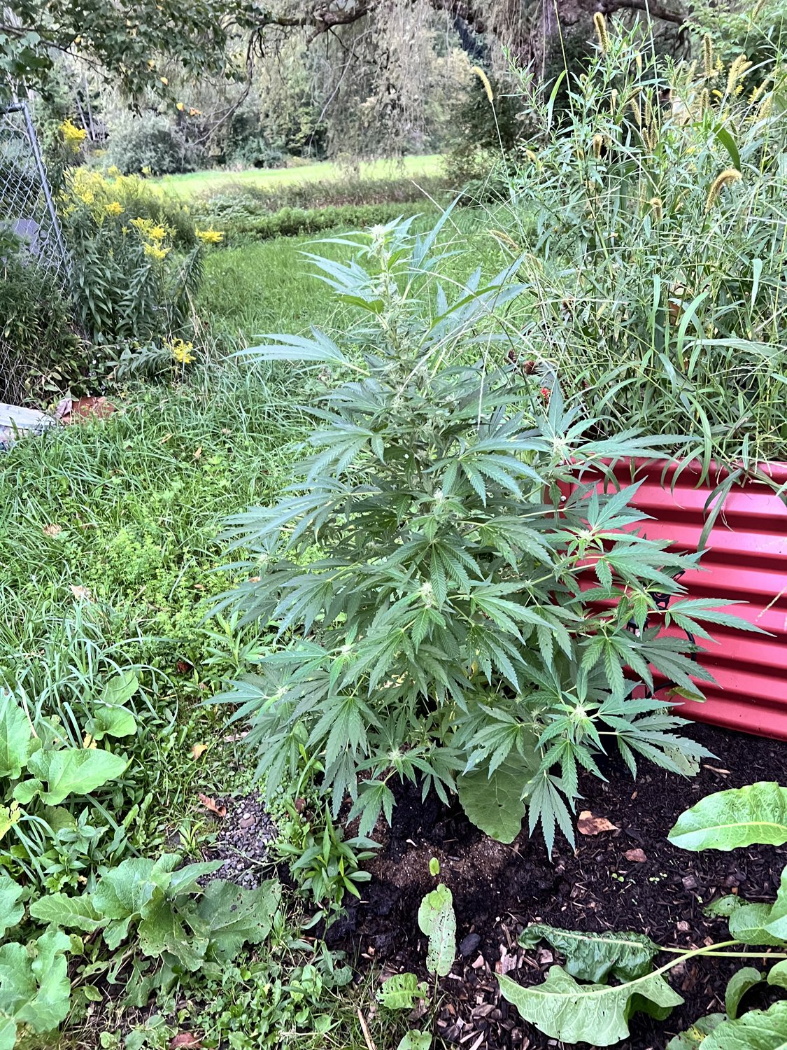 Banjo plant photo