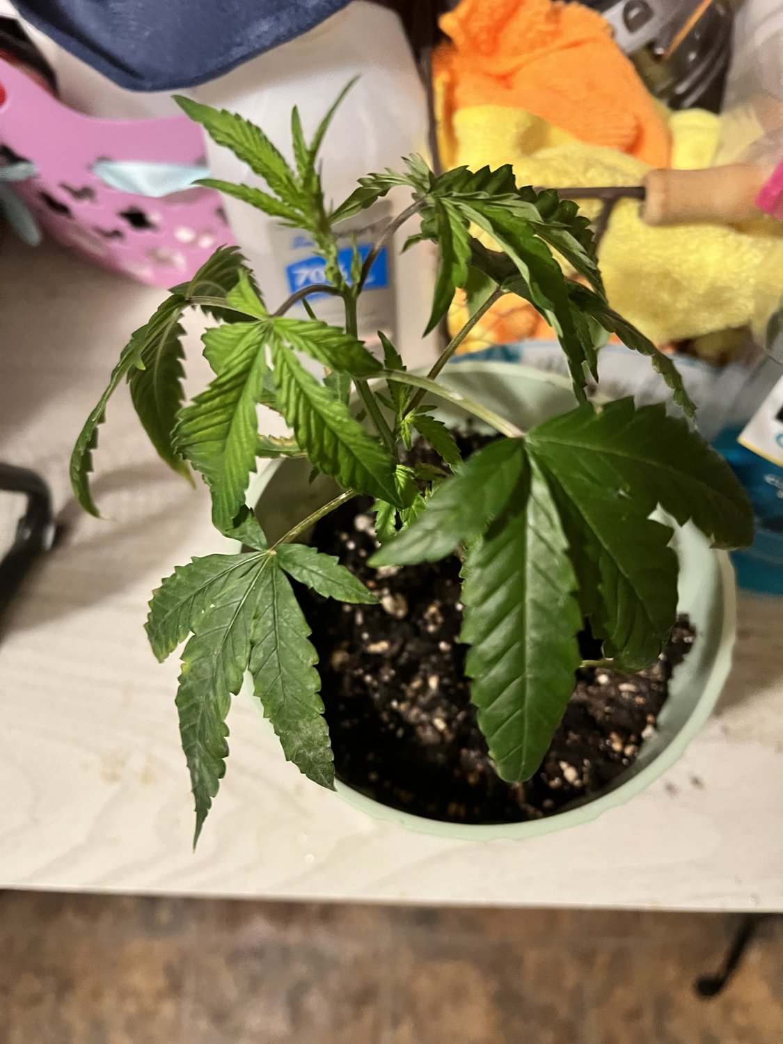 Banjo plant photo