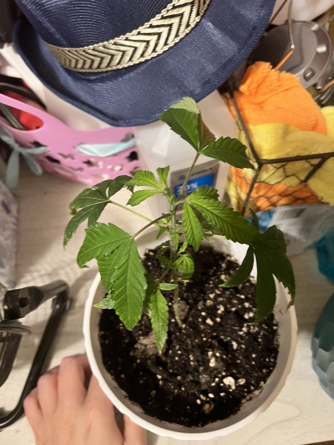 Banjo plant photo