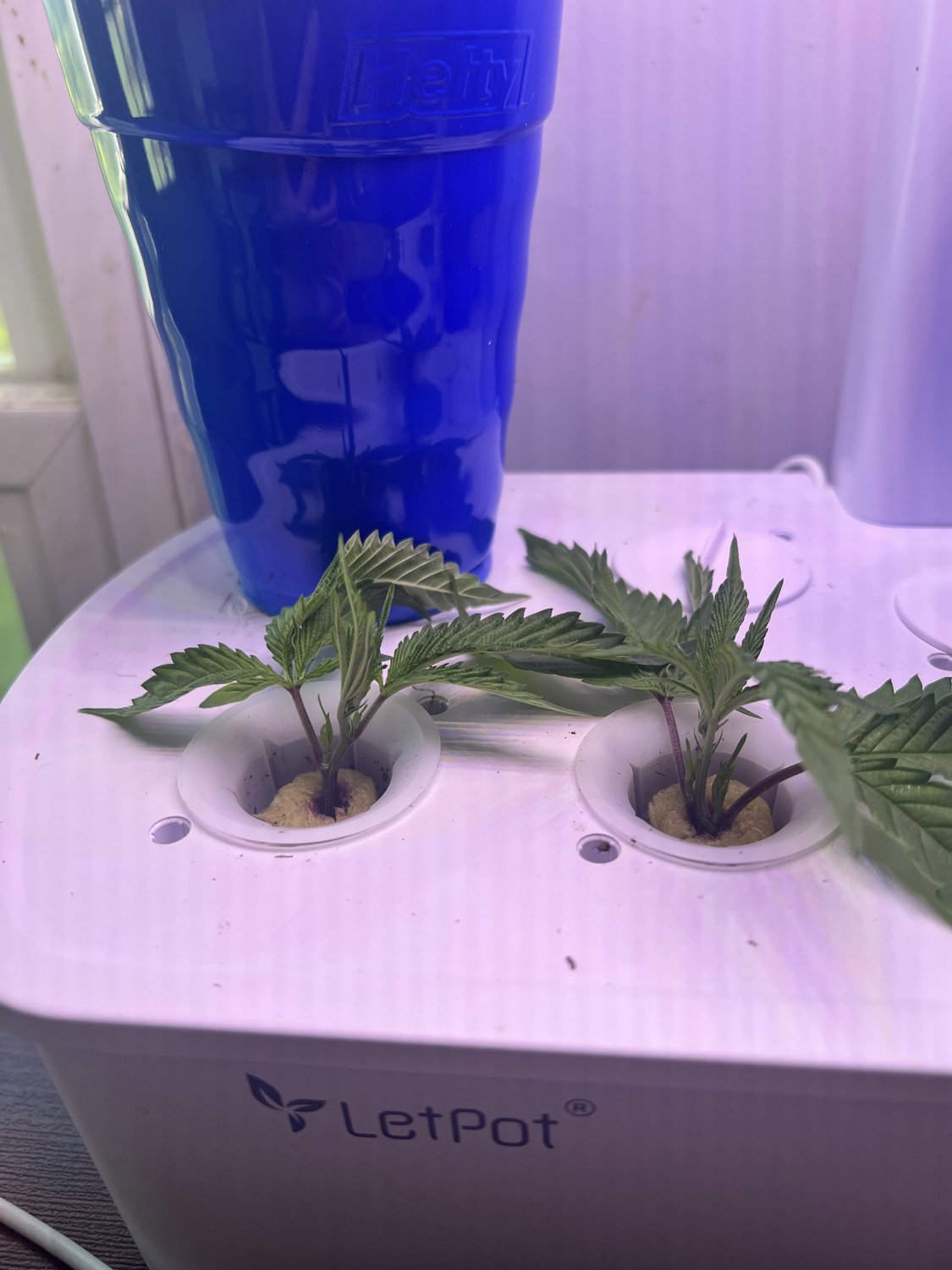 Banjo plant photo