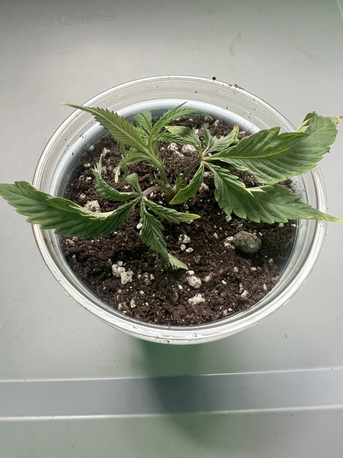 Banjo plant photo