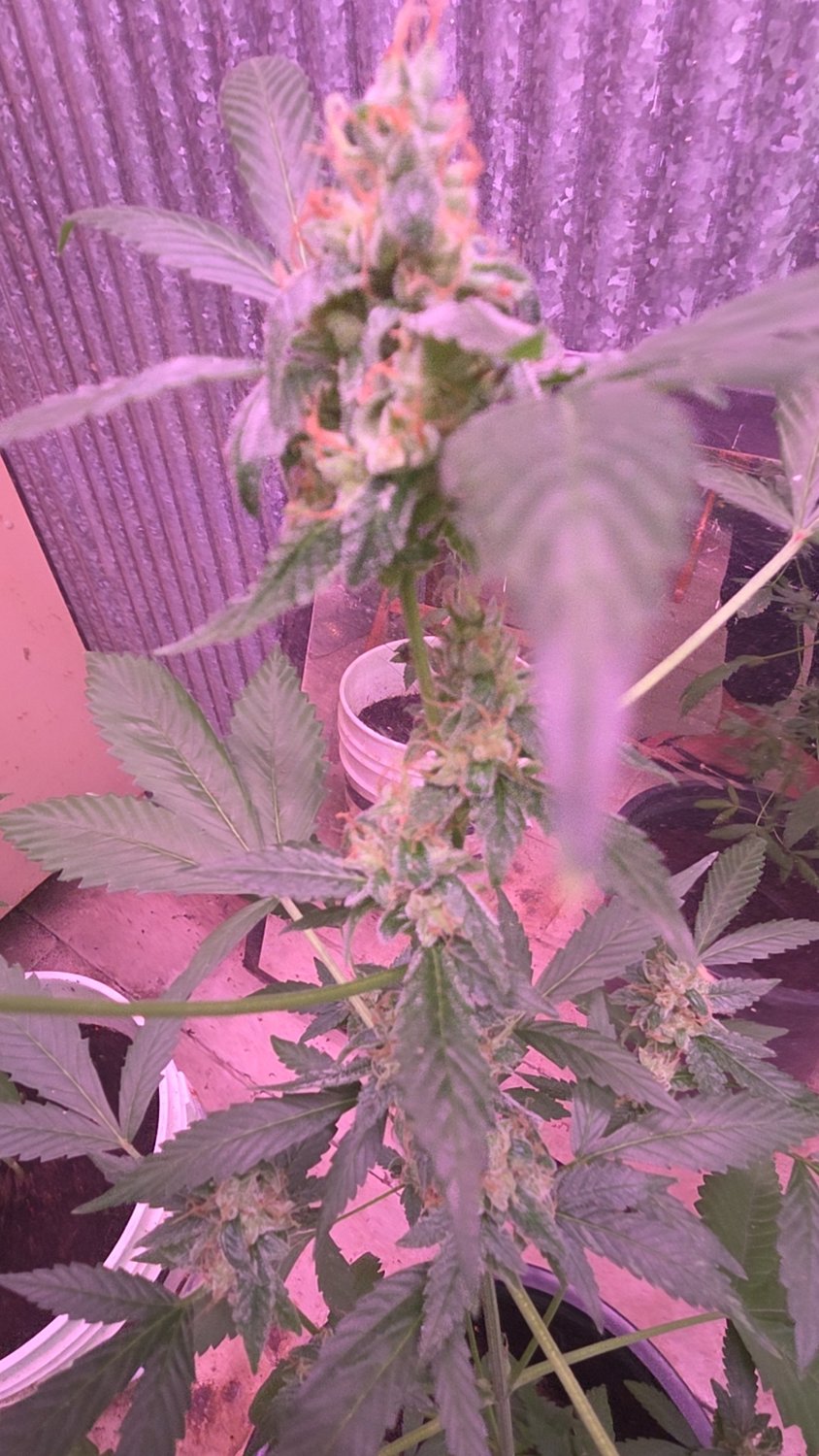 GG #4 plant photo
