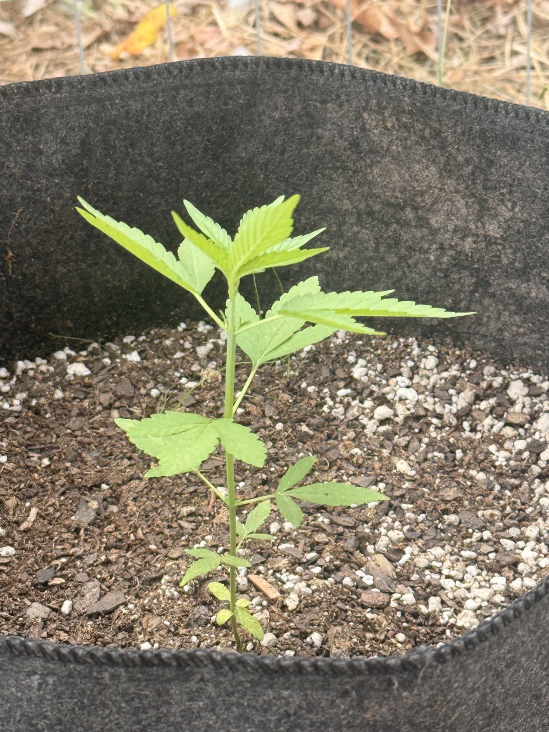 Bruce Banner plant photo